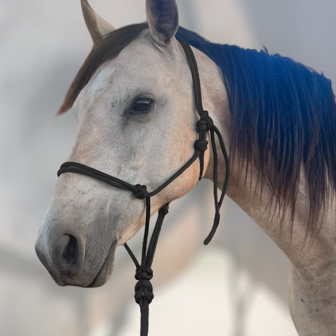 Halters and Leads