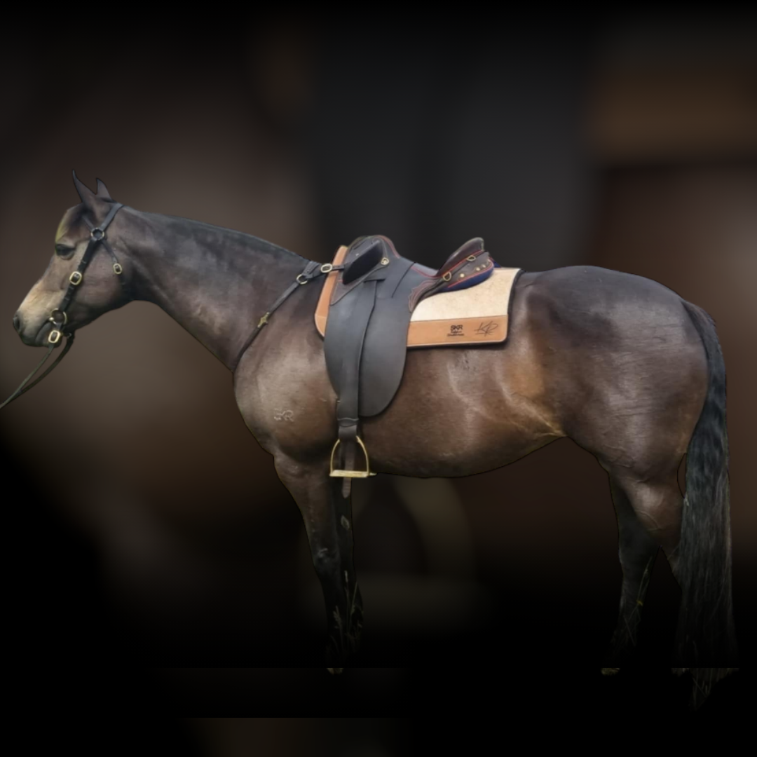 The "TC" Saddle Pad